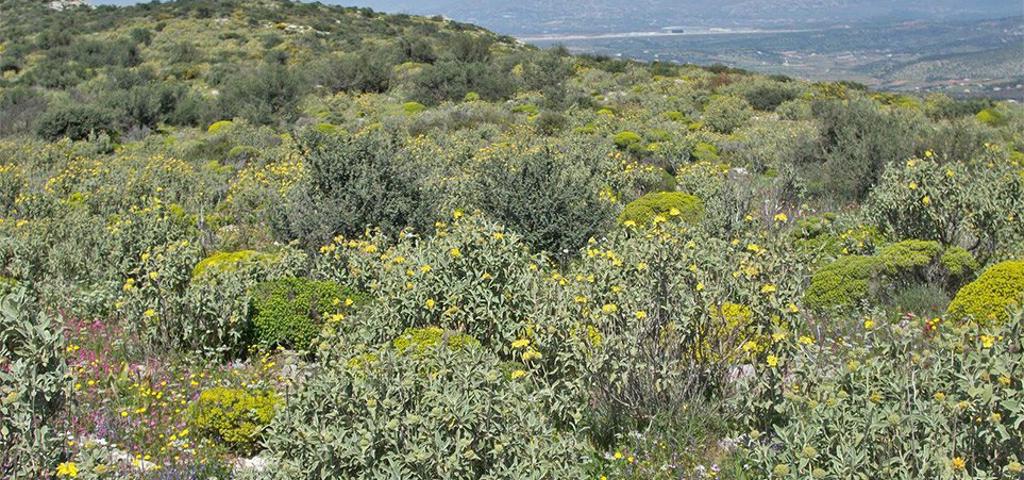 Βγαίνουν από τις δασικές οι εκτάσεις με φρύγανα και ασπάλαθους  Βγαίνουν από τις δασικές οι εκτάσεις με φρύγανα και ασπάλαθους
